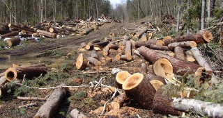 Горски служители от Пазарджик установиха незаконна сеч на 621 дървета