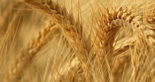 Близо 304 милиона тона зърнени култури ще приберат фермерите в Европейския съюз