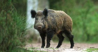 В Тутраканско забраняват лова заради чума по дивите свине