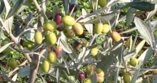 Производители от Южна България успешно отглеждат маслинови дръвчета