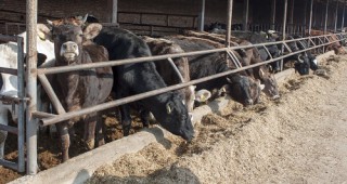 Младата животновъдна ферма в село Младово