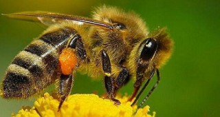 Обявено е второто класиране по мярка Д от новата Пчеларска програма