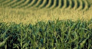Евродепутатите с призив за блокиране на плановете за оторизация на ГМО царевични продукти