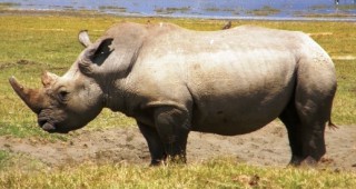 Спасяват рядък вид носорози