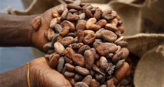 С близо една трета са паднали цените на суровото какао през последните 9 месеца