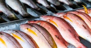 WWF България организира кулинарен конкурс за рецепти с устойчива морска храна