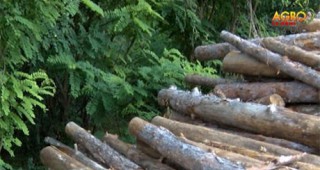 Служители на РДГ София задържаха 29 куб.м. незаконна дървесина в частни имоти в землището на гр. Копривщица