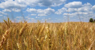 Пшеницата от реколта 2017 г трудно ще достигне нива над 900 лв/т
