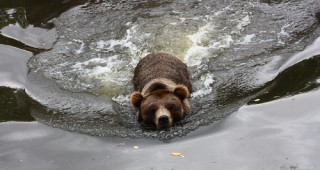 На територията на РИОСВ – Смолян са регистрирани първите щети от мечки за 2017 г.