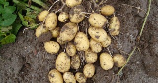 Застудяването влияе на посевите с картофи