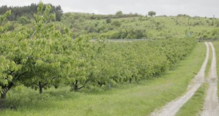 Студът попари черешите в Кюстендилско на 100%
