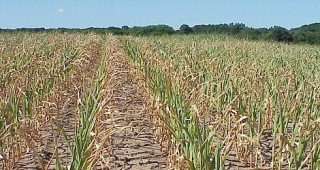 Суша застрашава зърнената реколта в Испания