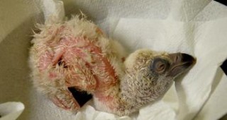 Излюпи се първото бебе на белоглав лешояд от двойка, загнездила в Централен Балкан