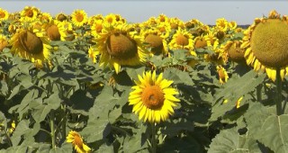 Първа прогноза за новата реколта от слънчоглед в България