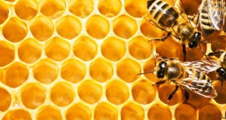 Какво трябва да знаете, ако отглеждате пчели в града?