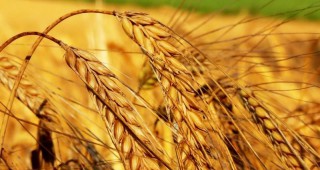 Очаква се голяма пшеничена реколта
