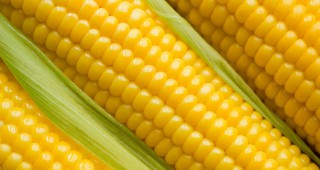 Евродепутати против вноса на продукти произведени от ГМО царевица и памук