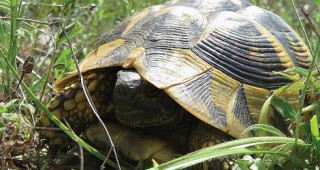 Експерти от РИОСВ-Хасково пуснаха в естествена среда 39 сухоземни костенурки