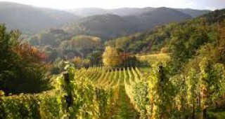 Световният конгрес по лозарство и винарство започва днес
