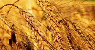 По-малко пшеница и царевица през 2018-та?