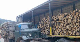 Близо 700 проверки по Закона за горите са извършили горските инспектори от РДГ София през изминалия месец