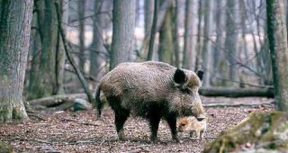 Стартира санитарният отстрел на диви прасета в Тутраканско