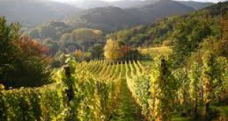 147 лозаро-винарски стопанства кандидатстват за увеличаване на конкурентоспособността