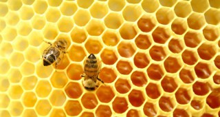 Пчеларите подават заявления за плащане на изпълнени договори от НПП 2017-2019