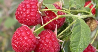 Алтернатива на земеделието в Западни Родопи – отглеждане на ягодоплодни овощни видове