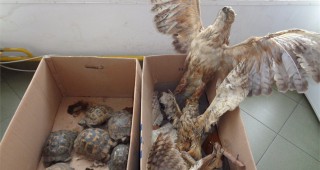 РИОСВ и полицията в Пазарджик задържаха препарирани и незаконно отглеждани защитени животни