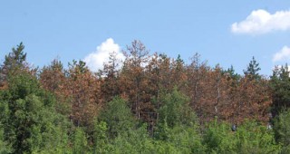 Изсъхват над 10 000 хектара изкуствени гори