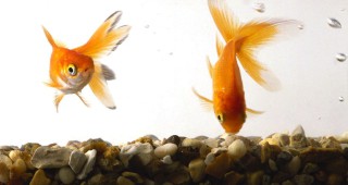 Японски учени създават нов вид прозрачни риби
