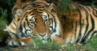 Тигрите са заплашени от изчезване