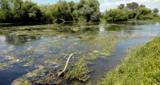 Сигнал за мъртва риба по река Тунджа провери екип на РИОСВ – Стара Загора и Басейнова дирекция – Пловдив