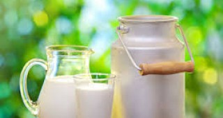 Средната изкупна цена на млякото в Европейския съюз се е повишила