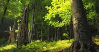 Една трета от държавните горски масиви са сертифицирани