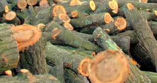 Горски инспектори от РДГ Пазарджик задържаха камион с незаконна дървесина