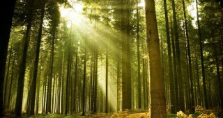 Полша поиска да извади от ЮНЕСКО последната равнинна гора в Европа