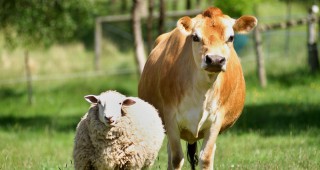 1 млрд. долара ще инвестира Китай в животновъдната индустрия на Беларус