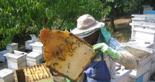 Пчеларството в ОСП