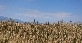 Как климатичните промени влияят върху добивите от зърнени култури във Франция