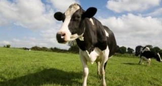 Млекопроизводителите в ЕС искат повече помощи