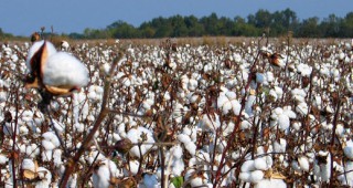 Увеличават се насажденията с органичен памук в САЩ