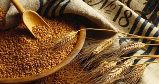 Зърнопроизводство – продукция с добавена стойност и диверсификация на риска