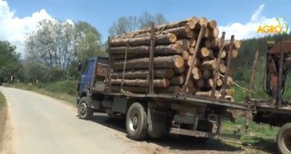 Масови проверки на превозни средства с дървесина