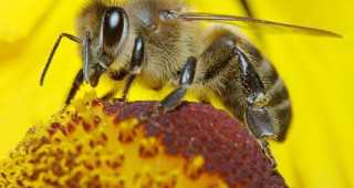 Неоникотиноидите са опасни за пчелите