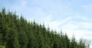 ИАГ с мерки срещу съхненето на иглолистните гори