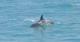 Проучване на китоподобните бозайници в българските териториални води на Черно Море