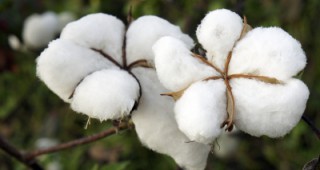 Разрешение за употребата на четири сорта генно модифицирани царевица и памук издаде ЕК
