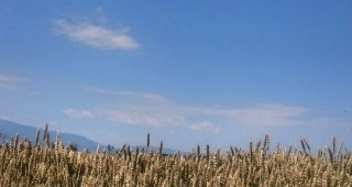 Пшеницата е с най-добро качество за последните десетилетия